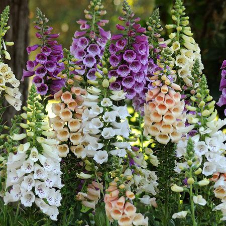 Dalmatian Mix, Digitalis Seeds - Packet image number null